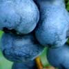 blueberries-100