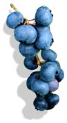 blueberries-stem