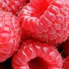 raspberries